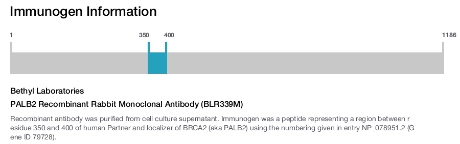 PALB2 Recombinant Rabbit Monoclonal Antibody (BLR339M)