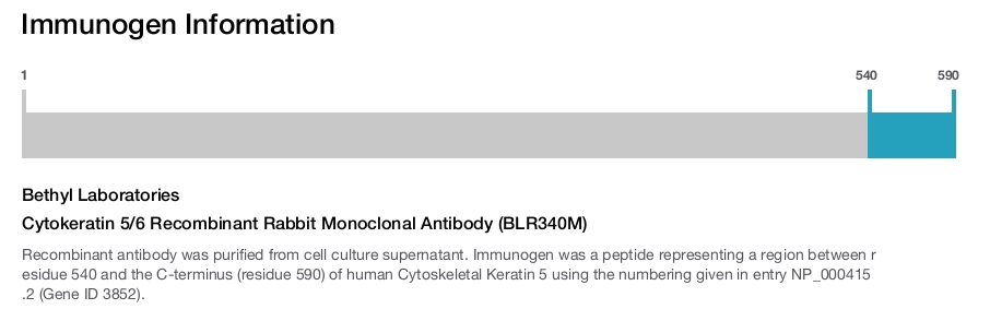 Cytokeratin 5/6 Recombinant Rabbit Monoclonal Antibody (BLR340M)