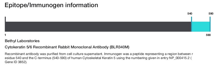 Cytokeratin 5/6 Recombinant Rabbit Monoclonal Antibody (BLR340M)