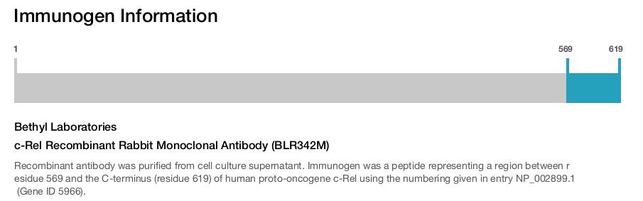 c-Rel Recombinant Rabbit Monoclonal Antibody (BLR342M)
