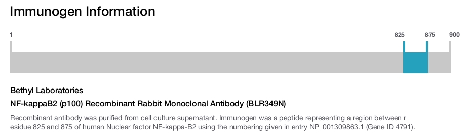 NF-kappaB2 (p100) Recombinant Rabbit Monoclonal Antibody (BLR349N)