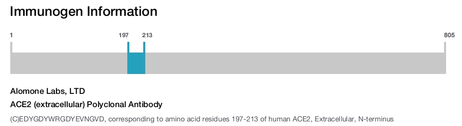 ACE2 (extracellular) Polyclonal Antibody