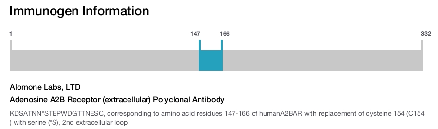 Adenosine A2B Receptor (extracellular) Polyclonal Antibody
