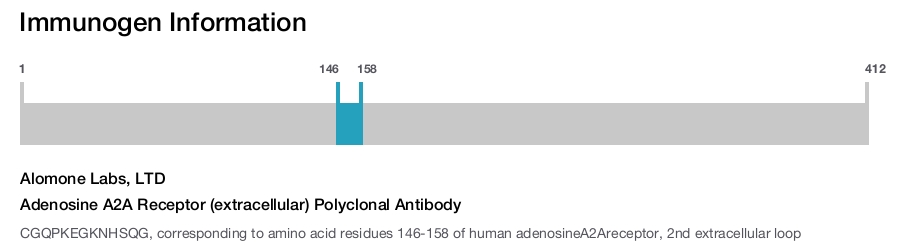 Adenosine A2A Receptor (extracellular) Polyclonal Antibody