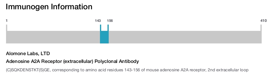 Adenosine A2A Receptor (extracellular) Polyclonal Antibody