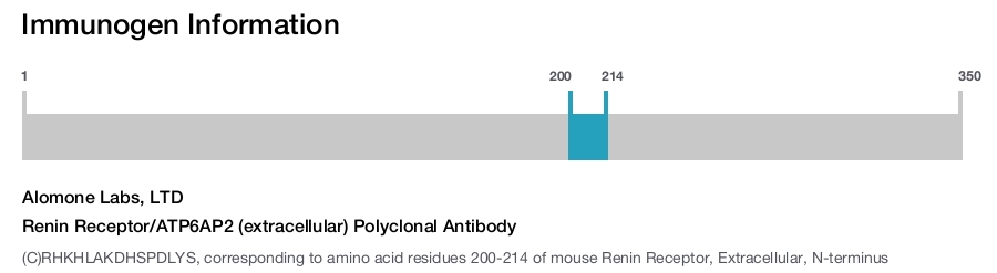 Renin Receptor/ATP6AP2 (extracellular) Polyclonal Antibody
