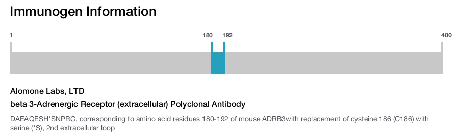 beta 3-Adrenergic Receptor (extracellular) Polyclonal Antibody
