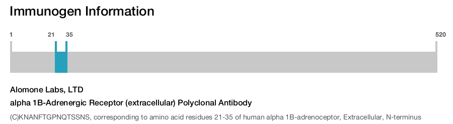 alpha 1B-Adrenergic Receptor (extracellular) Polyclonal Antibody