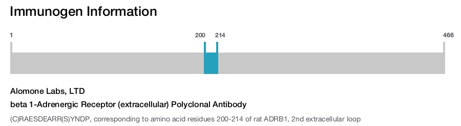 beta 1-Adrenergic Receptor (extracellular) Polyclonal Antibody