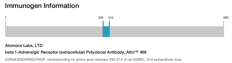 beta 1-Adrenergic Receptor (extracellular) Polyclonal Antibody, Atto™ 488