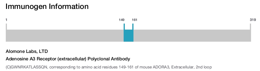 Adenosine A3 Receptor (extracellular) Polyclonal Antibody