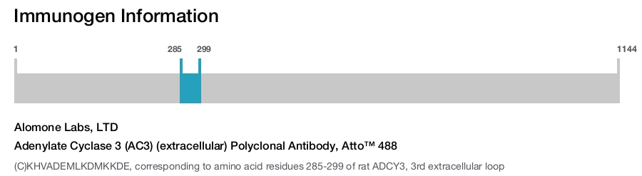 Adenylate Cyclase 3 (AC3) (extracellular) Polyclonal Antibody, Atto™ 488