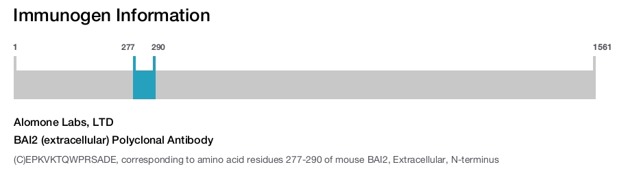 BAI2 (extracellular) Polyclonal Antibody