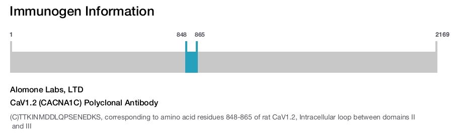 CaV1.2 (CACNA1C) Polyclonal Antibody