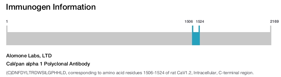 CaVpan alpha 1 Polyclonal Antibody