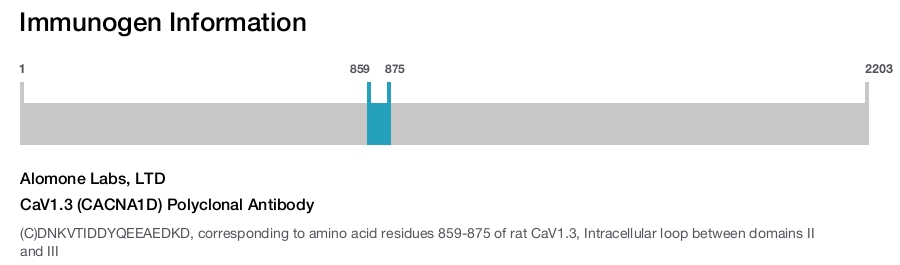 CaV1.3 (CACNA1D) Polyclonal Antibody