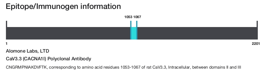 CaV3.3 (CACNA1I) Polyclonal Antibody