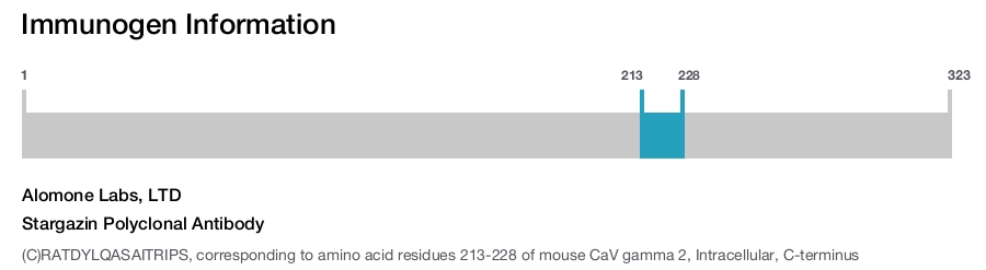 Stargazin Polyclonal Antibody
