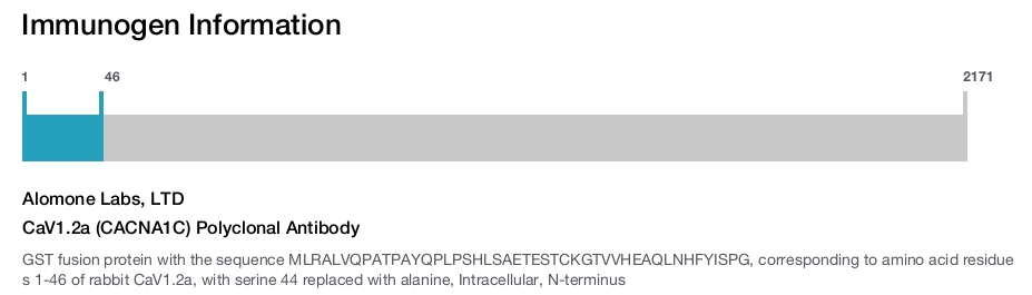 CaV1.2a (CACNA1C) Polyclonal Antibody