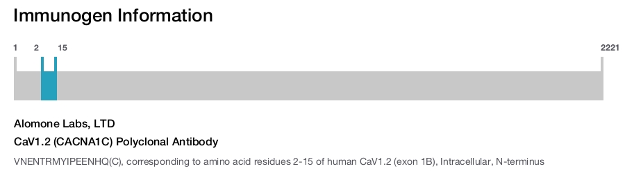 CaV1.2 (CACNA1C) Polyclonal Antibody
