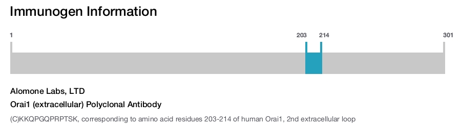 Orai1 (extracellular) Polyclonal Antibody
