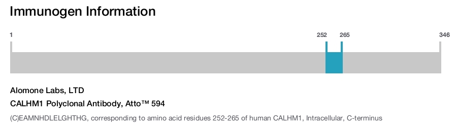 CALHM1 Polyclonal Antibody, Atto™ 594