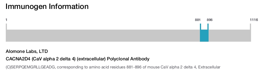CACNA2D4 (CaV alpha 2 delta 4) (extracellular) Polyclonal Antibody