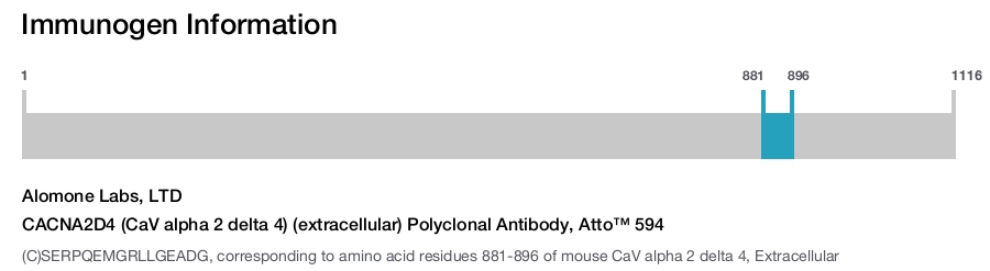 CACNA2D4 (CaV alpha 2 delta 4) (extracellular) Polyclonal Antibody, Atto™ 594