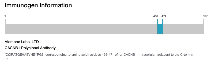 CACNB1 Polyclonal Antibody