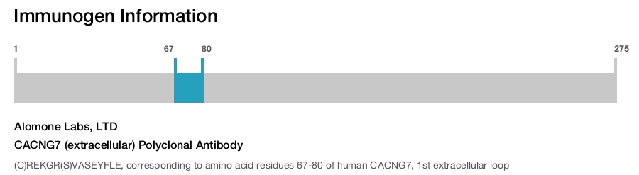 CACNG7 (extracellular) Polyclonal Antibody