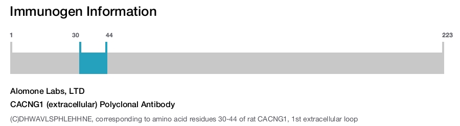 CACNG1 (extracellular) Polyclonal Antibody