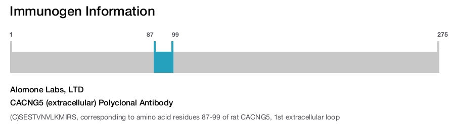 CACNG5 (extracellular) Polyclonal Antibody