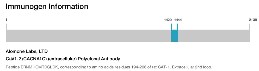 CaV1.2 (CACNA1C) (extracellular) Polyclonal Antibody