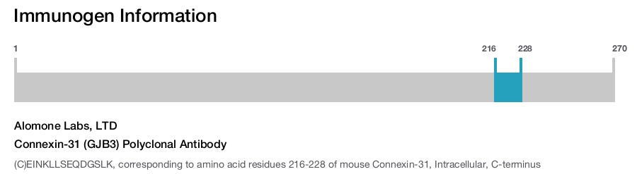 Connexin-31 (GJB3) Polyclonal Antibody