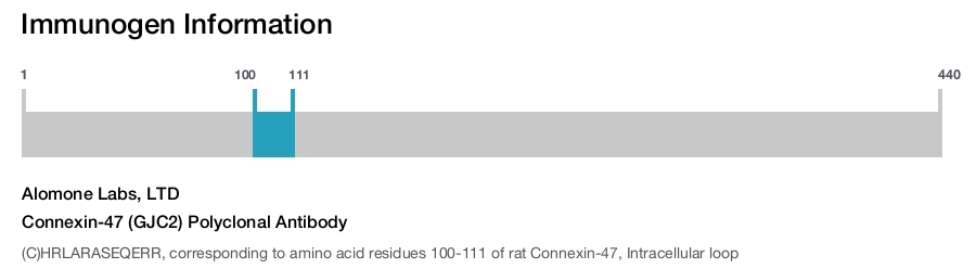 Connexin-47 (GJC2) Polyclonal Antibody