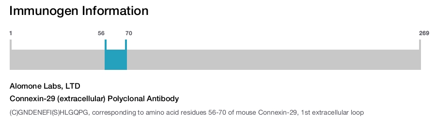 Connexin-29 (extracellular) Polyclonal Antibody