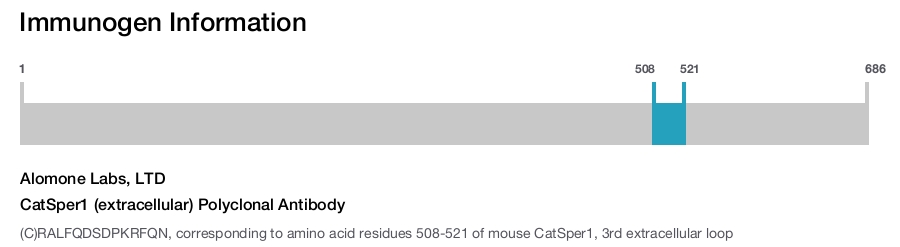 CatSper1 (extracellular) Polyclonal Antibody