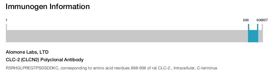 CLC-2 (CLCN2) Polyclonal Antibody