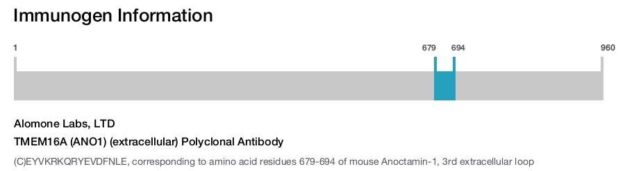 TMEM16A (ANO1) (extracellular) Polyclonal Antibody