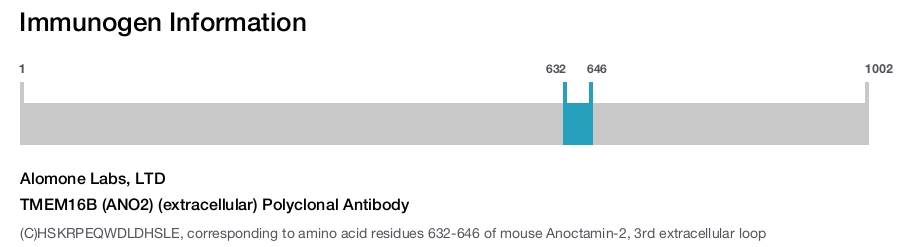 TMEM16B (ANO2) (extracellular) Polyclonal Antibody