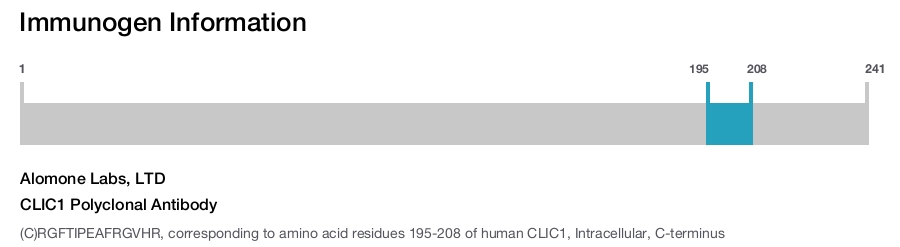 CLIC1 Polyclonal Antibody