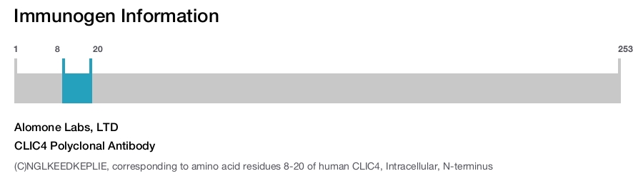 CLIC4 Polyclonal Antibody