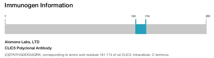 CLIC5 Polyclonal Antibody