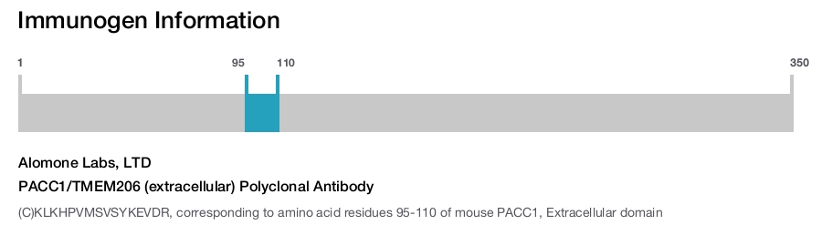 PACC1/TMEM206 (extracellular) Polyclonal Antibody