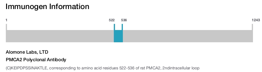 PMCA2 Polyclonal Antibody