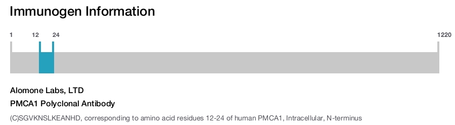 PMCA1 Polyclonal Antibody