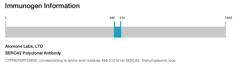 SERCA2 Polyclonal Antibody