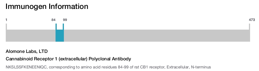 Cannabinoid Receptor 1 (extracellular) Polyclonal Antibody