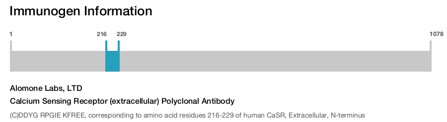 Calcium Sensing Receptor (extracellular) Polyclonal Antibody