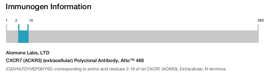 CXCR7 (ACKR3) (extracellular) Polyclonal Antibody, Atto™ 488